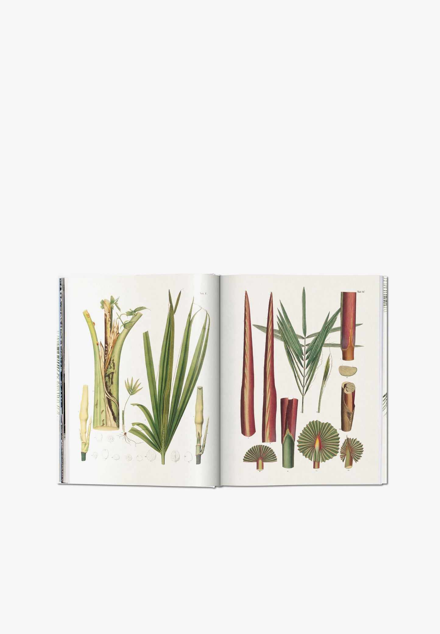 TASCHEN | LIBRO BOOK OF PALMS