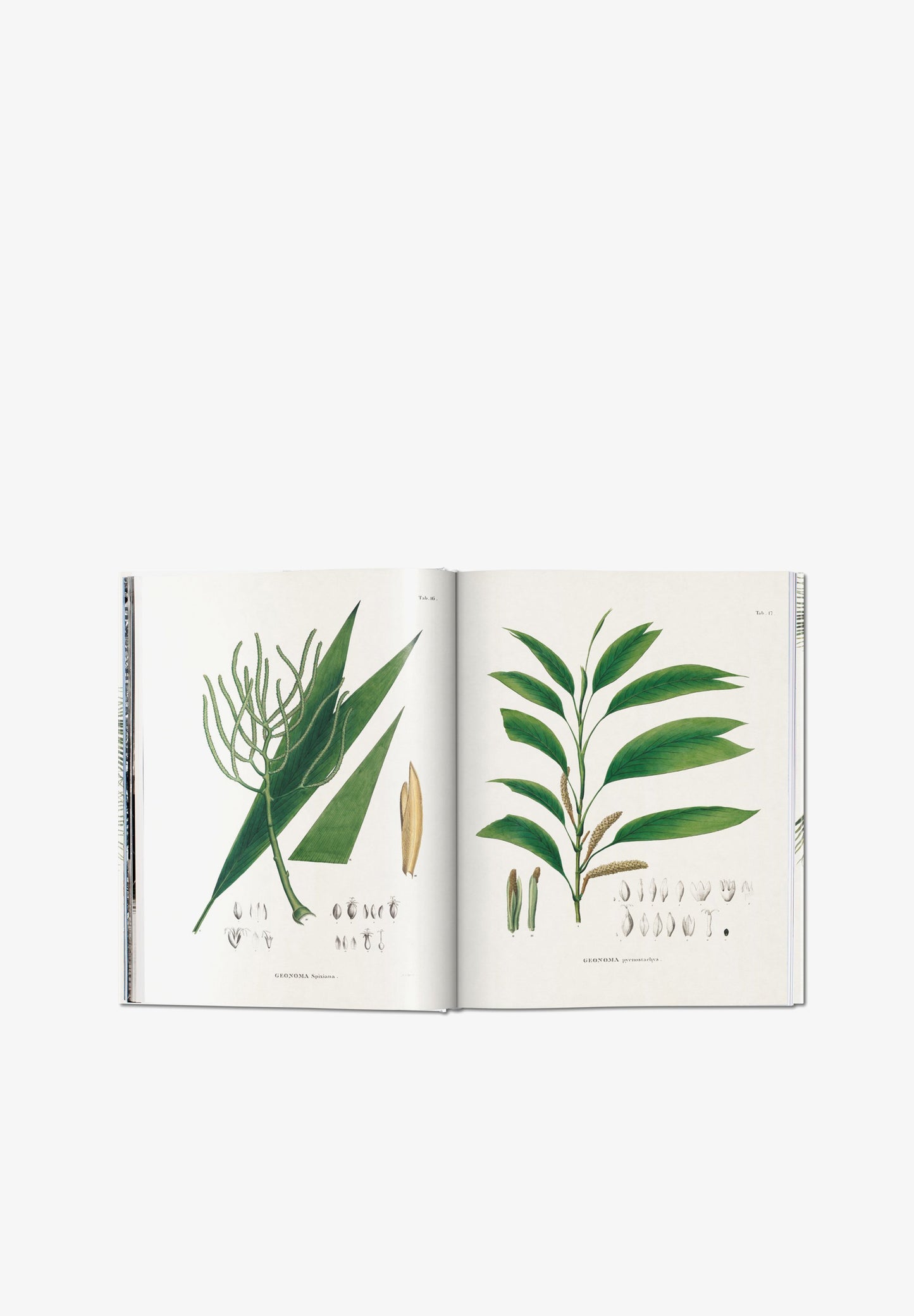 TASCHEN | LIBRO BOOK OF PALMS