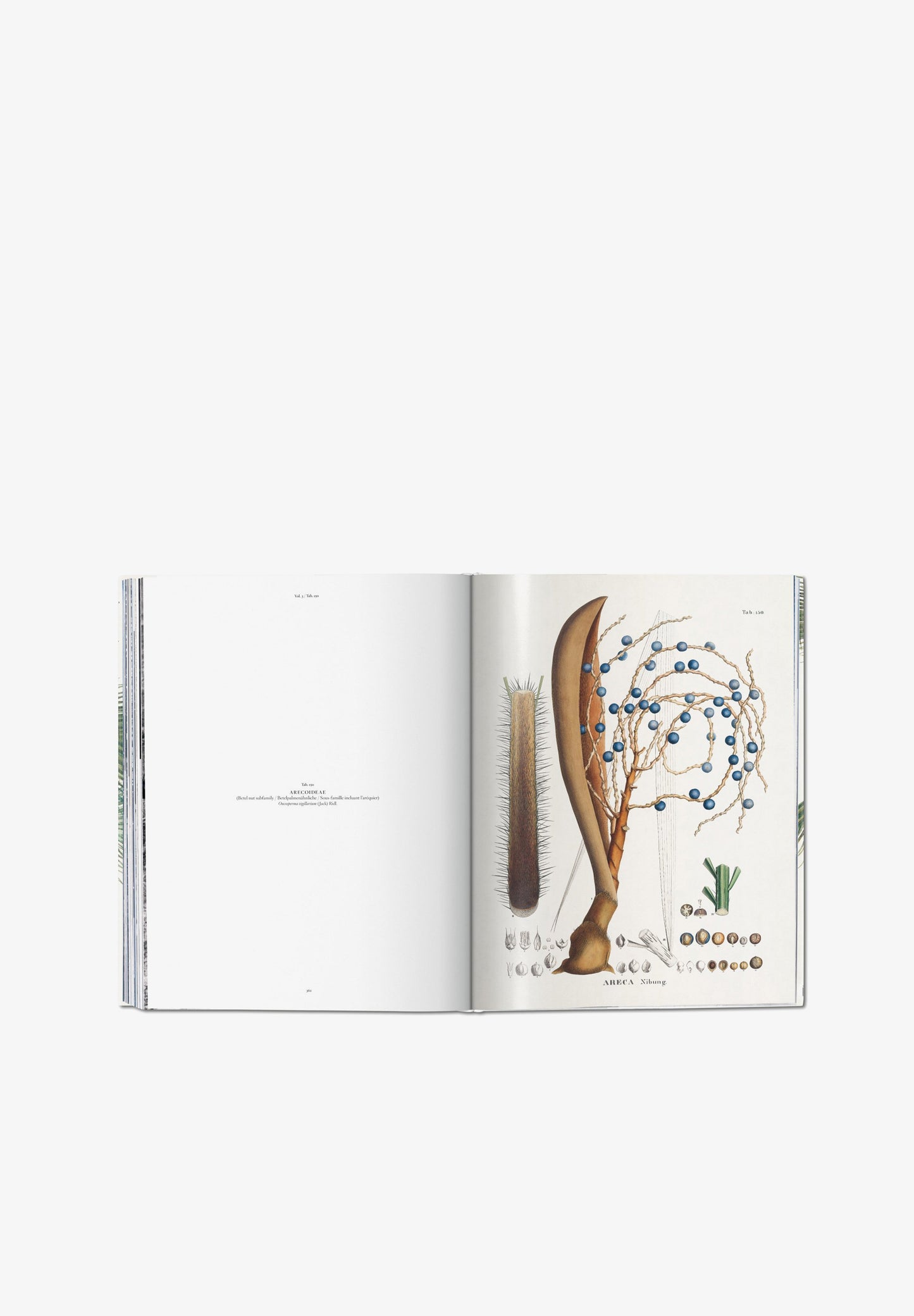 TASCHEN | LIBRO BOOK OF PALMS